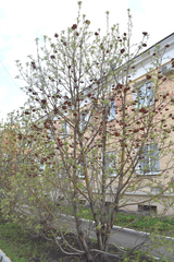 Sorbus aucuparia