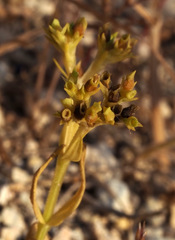 Valerianella muricata