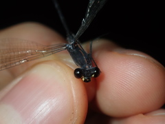 Austroargiolestes icteromelas