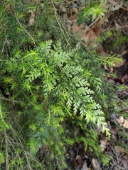 Asplenium onopteris