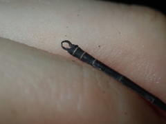 Austroargiolestes icteromelas