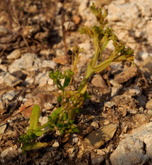 Valerianella muricata