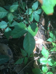 Toxicodendron radicans image
