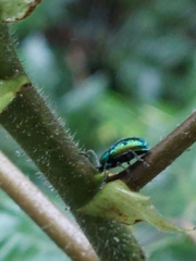 Abirus fortunei