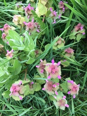 Lamium purpureum