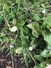 Bellis perennis