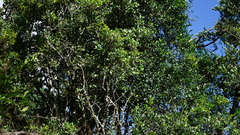 Chionanthus foveolatus