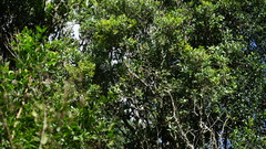 Chionanthus foveolatus