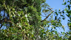 Chionanthus foveolatus