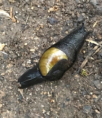 Thularion semoni