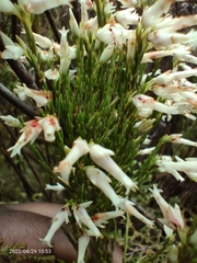 Erica lutea