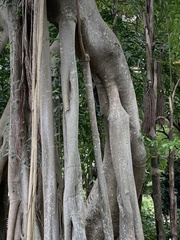 Ficus altissima