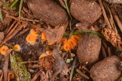 Byssonectria terrestris