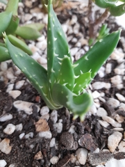 Faucaria