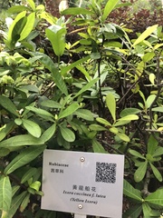 Ixora coccinea lutea