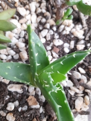Faucaria