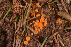 Byssonectria terrestris