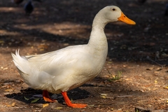 Anas platyrhynchos domesticus