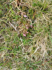 Pedicularis sylvatica