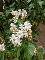 Justicia adhatodoides