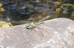 Ophiogomphus carolus
