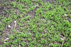 Polygonum arenastrum