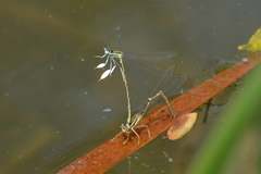 Platycnemis phyllopoda