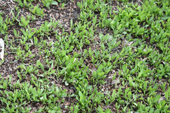 Polygonum arenastrum