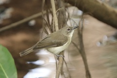 Gerygone magnirostris