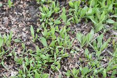 Polygonum arenastrum