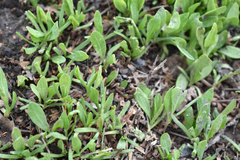 Polygonum arenastrum