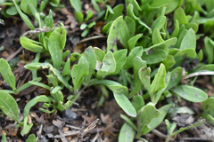 Polygonum arenastrum