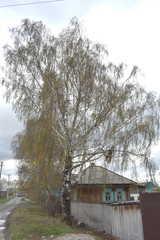 Polygonum arenastrum