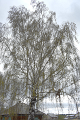 Betula pendula