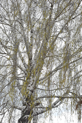 Betula pendula