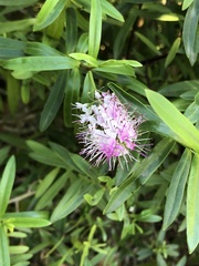 Veronica × andersonii