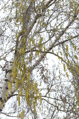 Betula pendula