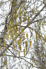 Betula pendula