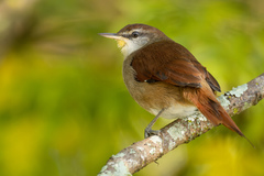 Certhiaxis cinnamomeus