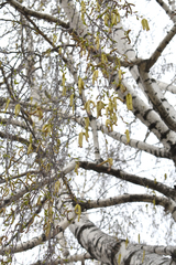 Betula pendula