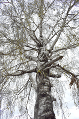 Betula pendula