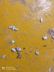 Cryptolaemus montrouzieri
