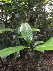 Acronychia pedunculata