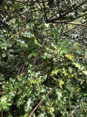 Ilex aquifolium
