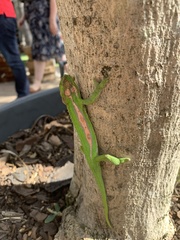 Bradypodion pumilum