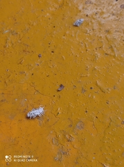 Cryptolaemus montrouzieri