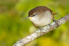 Certhiaxis cinnamomeus