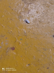 Cryptolaemus montrouzieri