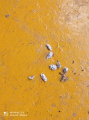 Cryptolaemus montrouzieri
