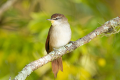 Certhiaxis cinnamomeus